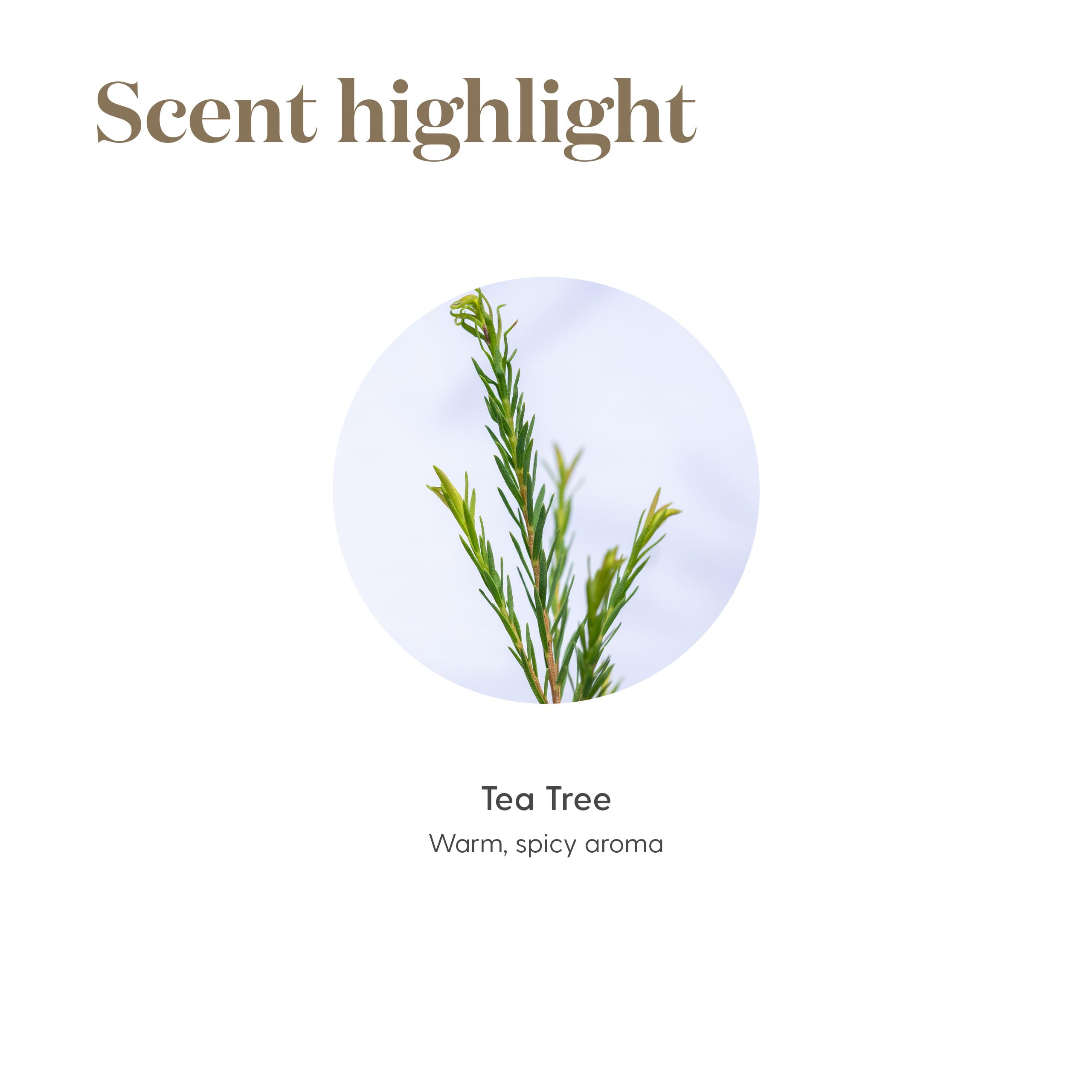 Young Living Tea Tree Oil leaves beside bottle for aromatic routines