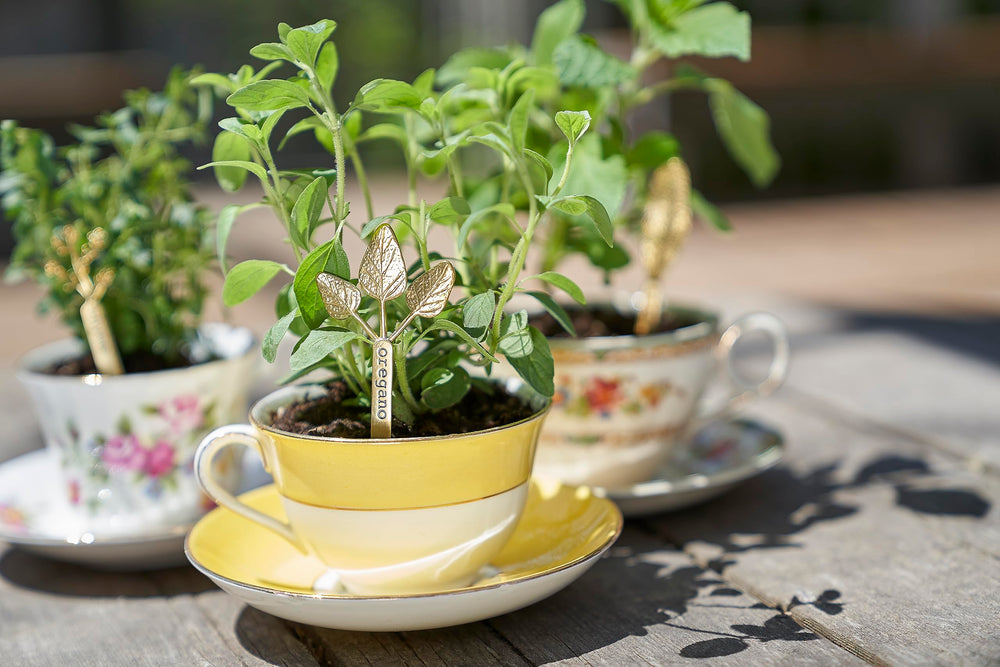 Young Living Vitality Oregano Oil drizzle into a pasta sauce for flavor.