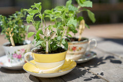 Young Living Vitality Oregano Oil drizzle into a pasta sauce for flavor.