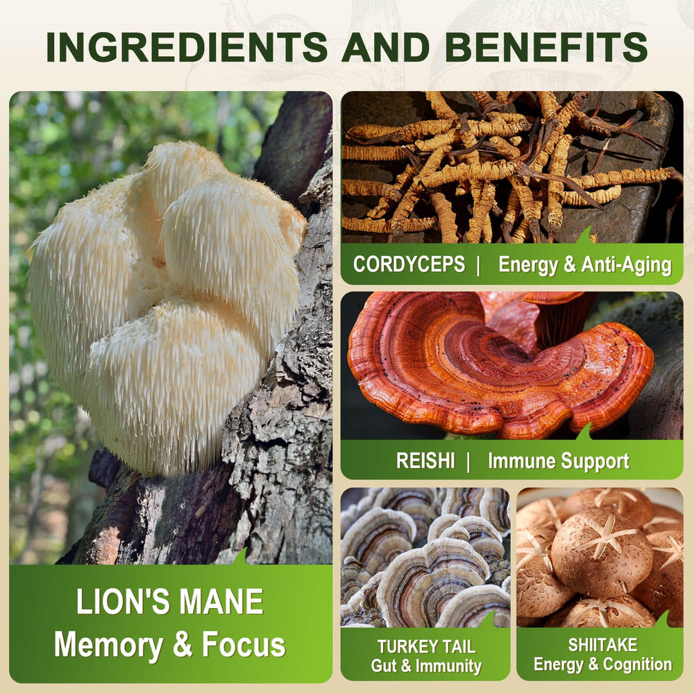 ZEBORA Lions Mane ingredients panel with five-mushroom synergy blend.