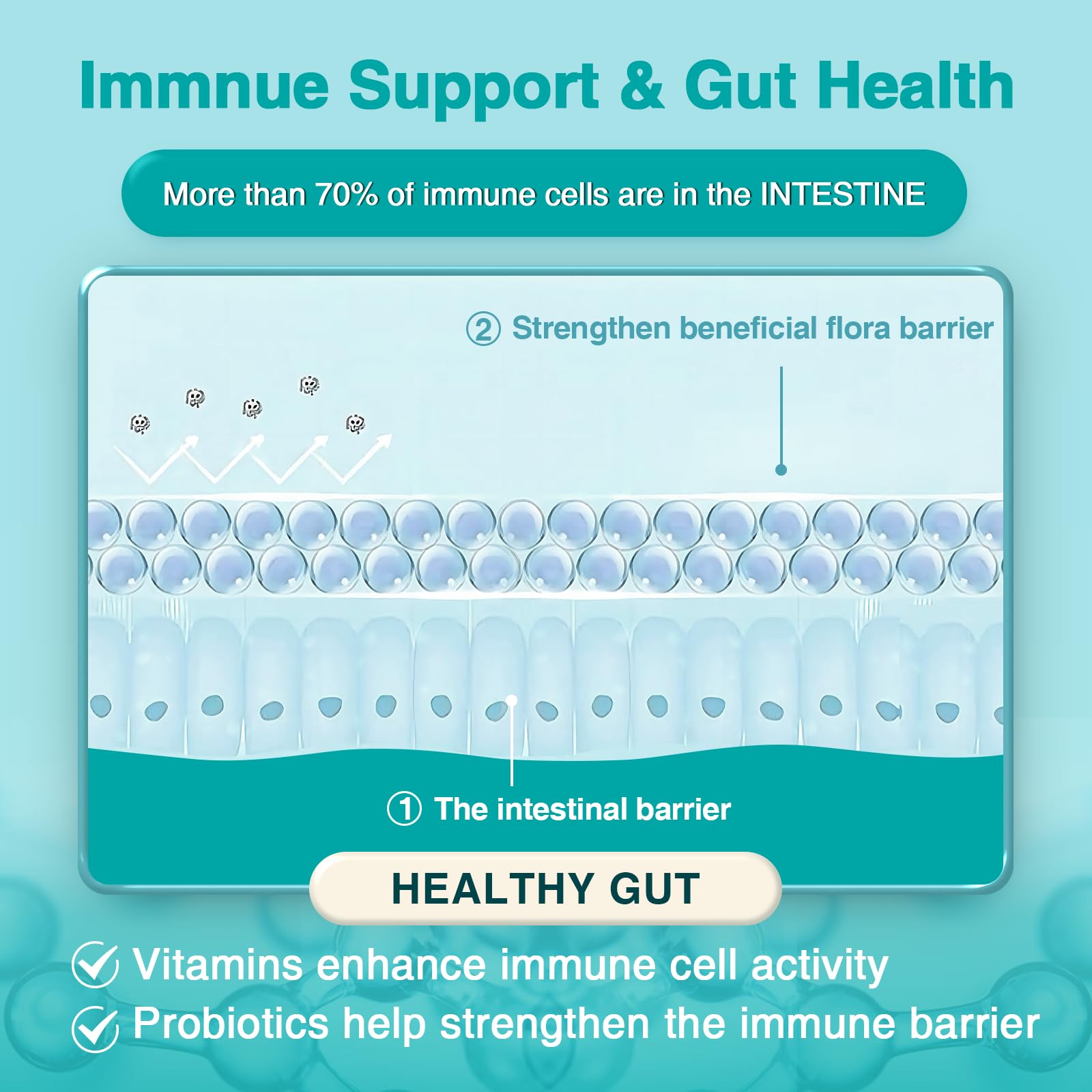 ZEBORA Probiotics digestive enzymes graphic for digestion support.