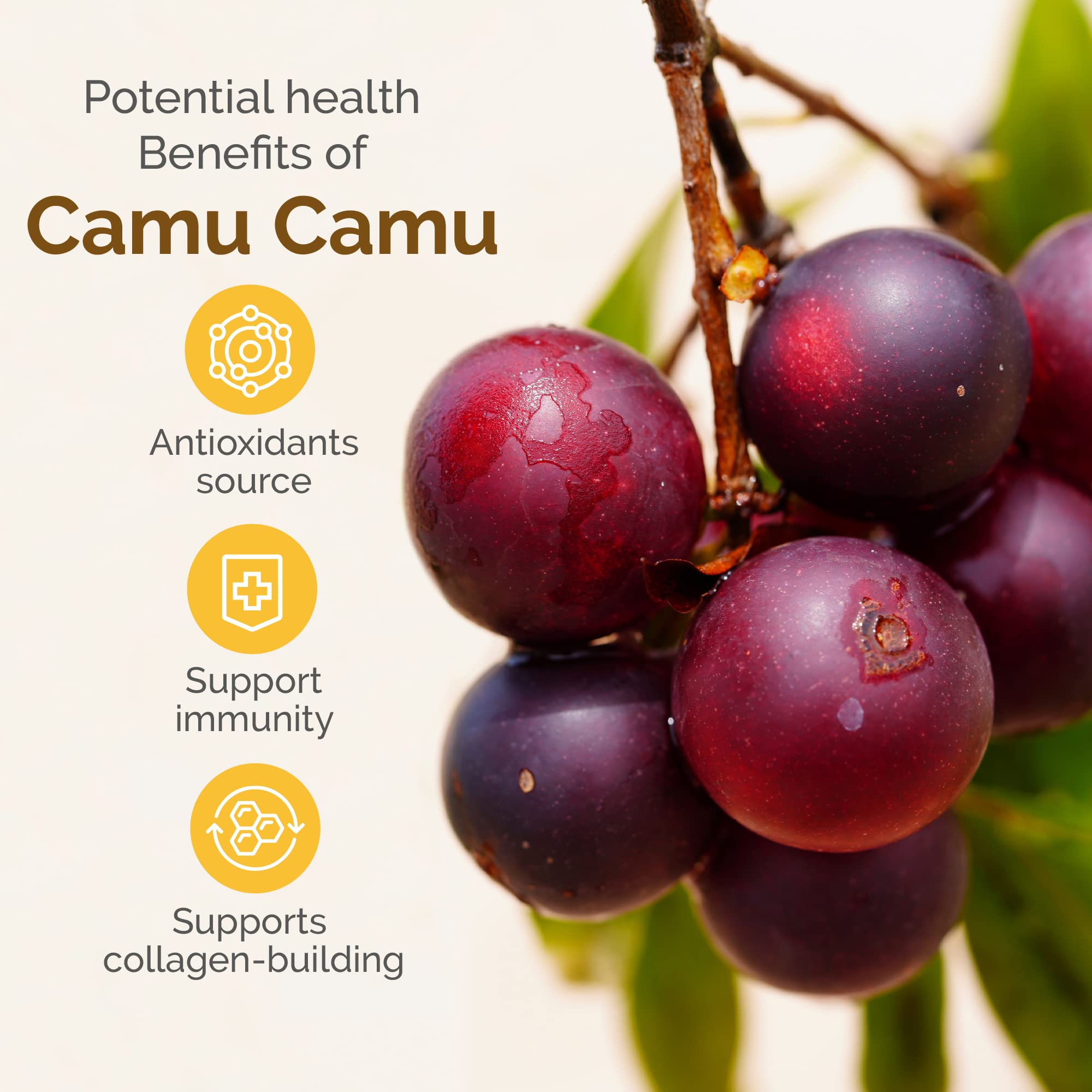 Powder in a glass smoothie ready to enjoy with camu camu.